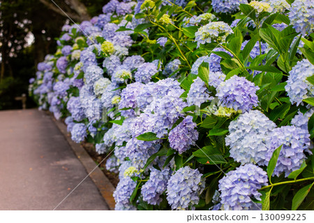 Shiudeyama，香川縣最著名的繡球花景點之一 130099225