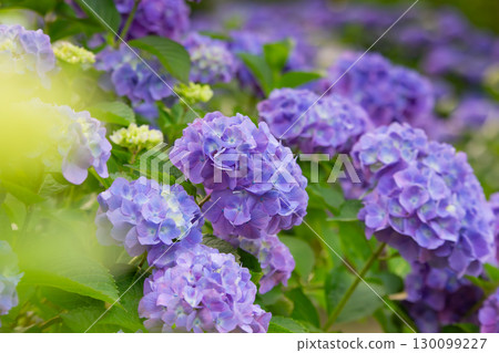 Shiudeyama, one of the most famous hydrangea spots in Kagawa prefecture Shiudeyama, one of the most famous hydrangea spots in Kagawa prefecture 130099227