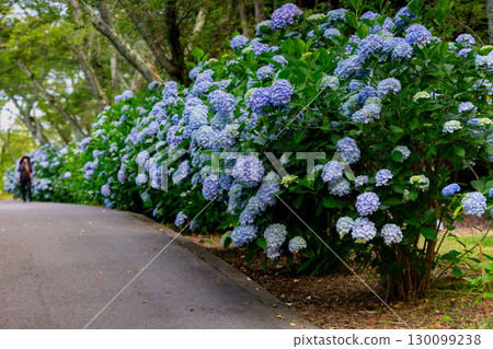 Shiudeyama, one of the most famous hydrangea spots in Kagawa prefecture Shiudeyama, one of the most famous hydrangea spots in Kagawa prefecture 130099238