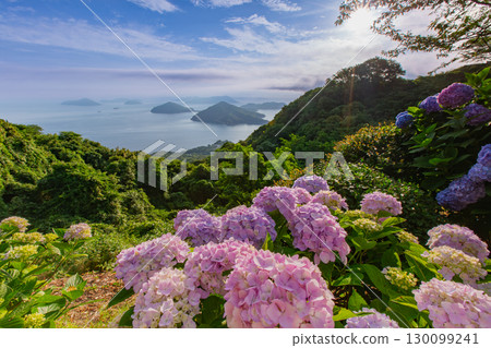 Shiudeyama, one of the most famous hydrangea spots in Kagawa prefecture 130099241