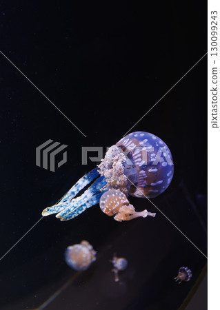 Cute jellyfish 130099243