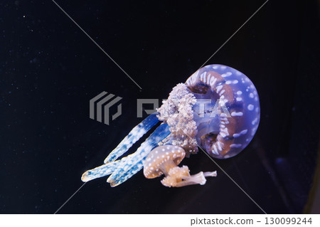 Cute jellyfish Cute jellyfish 130099244