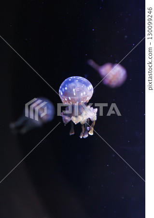 Cute jellyfish 130099246