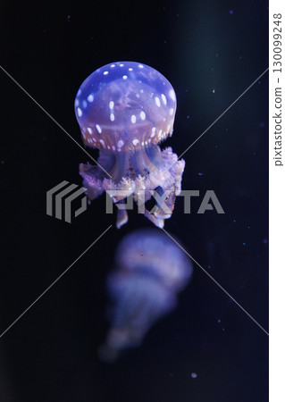 Cute jellyfish Cute jellyfish 130099248