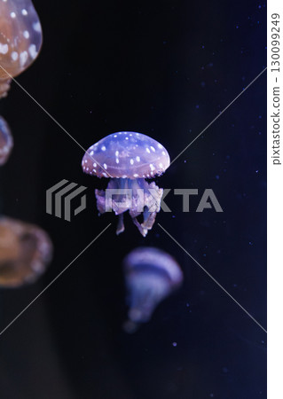 Cute jellyfish 130099249