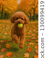 A toy poodle walking on fallen autumn leaves 130099419