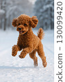 Toy poodle running in the snow 130099420