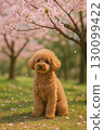 Toy poodle sitting under a cherry tree 130099422
