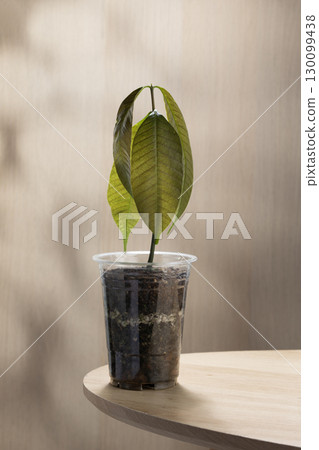 Mango seedling growing in a recycled plastic cup 130099438