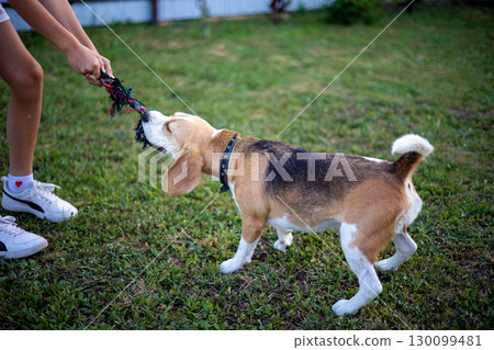 Engaged in an energetic tug-of-war, a playful beagle pulls on a colorful rope toy held by a child. The vibrant green grass and clear skies enhance their joyful interaction. 130099481