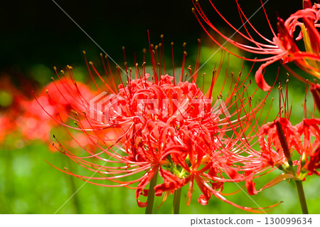 Gorgeous and beautiful red spider lilies 130099634