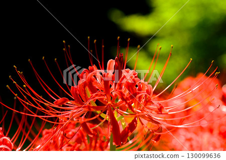 Gorgeous and beautiful red spider lilies Gorgeous and beautiful red spider lilies 130099636