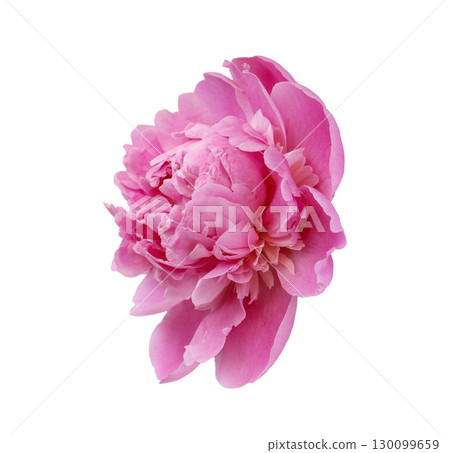 Pink peony spring flower isolated on transparent background. Close up for design. Nature Pink peony spring flower isolated on transparent background. Close up for design. Nature 130099659