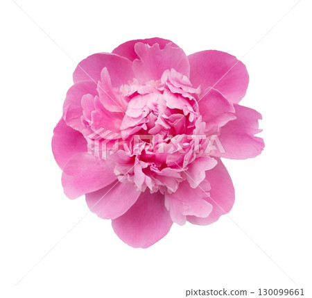 Pink peony spring flower isolated on transparent background. Close up for design 130099661