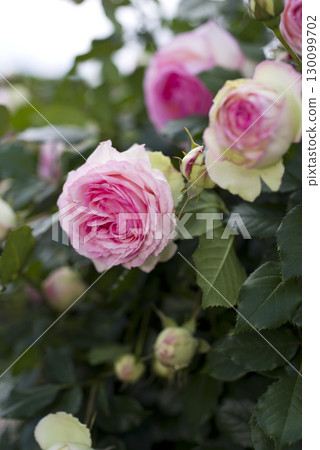 Pink roses are blooming in the rose garden. The name of the rose is Pierre de Ronsard. 130099702
