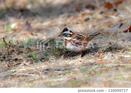 The cute reddish-brown Rustic Bunting, a familiar small bird that can be seen in the winter woods The cute reddish-brown Rustic Bunting, a familiar small bird that can be seen in the winter woods 130099727