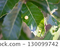 Insect 130099742