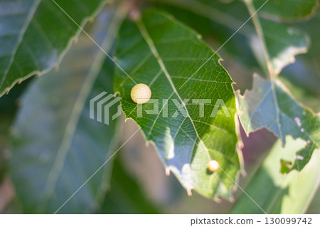 癭瘤 癭瘤 130099742