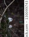 Mushrooms in the forest 130099743