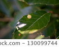 Insect 130099744