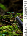 Mushrooms in the forest 130099745