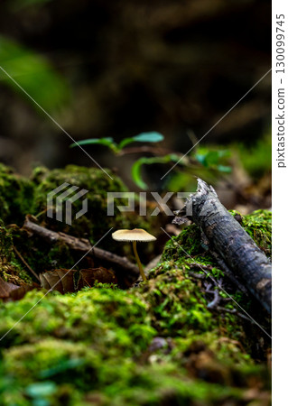 Mushrooms in the forest 130099745