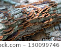 Mushrooms in the forest 130099746
