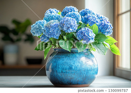 Big Hydrangea bush in rustic pot with fleshy leaves and flowers on a white background. 130099787