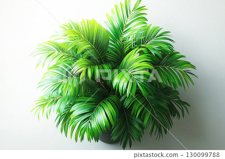 Perfect for interior design. Potted palm tree with wide, green leaves on a white background. Top view. Palm tree with fleshy leaves. 130099788