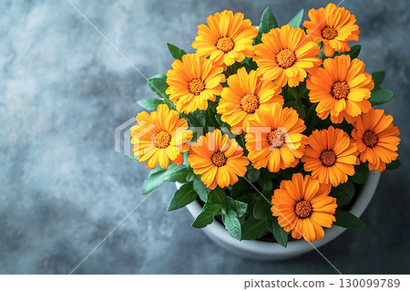 TPotted beauty plant. op view. Calendula plant with yellow flowers in pot on a white background. Close-up of a potted medicinal herb. TPotted beauty plant. op view. Calendula plant with yellow flowers in pot on a white background. Close-up of a potted medicinal herb. 130099789
