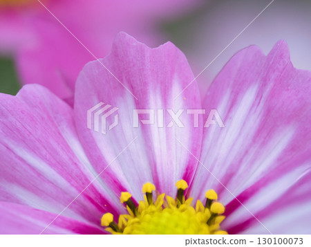 Pink cosmos Pink cosmos 130100073