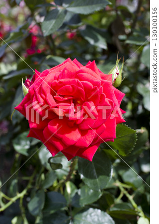 Red roses are in bloom in the rose garden. The name of this rose is twill. 130100156