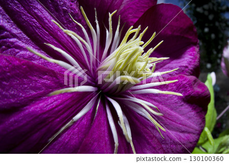 Red-purple clematis flowers are in bloom. The scientific name is Clematis. 130100360