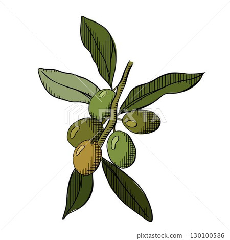 Olive berry branch composition colored. Vector graphic line ink illustration. Silhouette sign for logo, print, comics, fashion, pop art, boards, design, stickers, decoration, posters Olive berry branch composition colored. Vector graphic line ink illustration. Silhouette sign for logo, print, comics, fashion, pop art, boards, design, stickers, decoration, posters 130100586