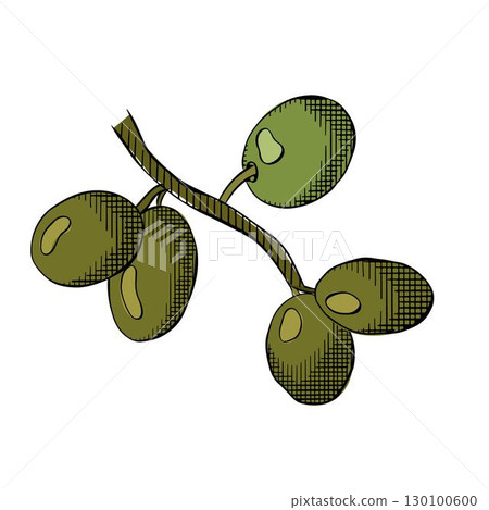 Hand drawn olive branch Olive berry branch composition colored. Vector graphic line ink illustration. elegant botanical elements for logos, packaging, prints, textiles, menu Hand drawn olive branch Olive berry branch composition colored. Vector graphic line ink illustration. elegant botanical elements for logos, packaging, prints, textiles, menu 130100600