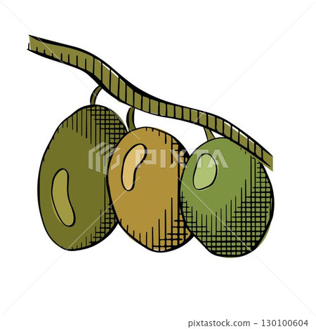 Elegant Olive Branch Olive berry branch composition colored. Vector graphic line ink illustration. For poster, flyer, banner, invitation, social media, party or sale web, package, sticker. 130100604