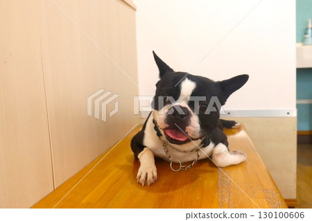 波士頓梗犬 Mighty 躺在長凳上,可愛地凝視著。 波士頓梗犬 Mighty 躺在長凳上,可愛地凝視著。 130100606