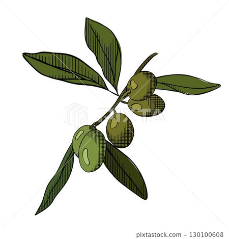 Olive berry branch composition colored. Vector graphic line ink illustration. Botanical collection natural elements For poster, invitation, backdrop, ad, sale promotion, print for t-shirt Olive berry branch composition colored. Vector graphic line ink illustration. Botanical collection natural elements For poster, invitation, backdrop, ad, sale promotion, print for t-shirt 130100608
