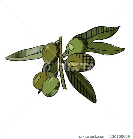 green olive branch with leaves and fruits. Olive berry branch composition colored. Vector graphic line ink illustration. For poster, flyer, banner, invitation, social media, party or sale 130100609