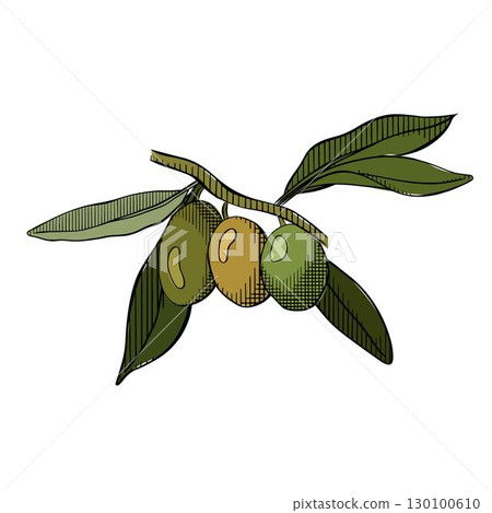 Olives Line Drawing. Olive berry branch composition colored. Vector graphic line ink illustration. Floral Line Art. Hand Drawn Olive. Wedding invitation greenery 130100610