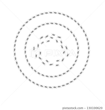 Ant trail. Walking group of black insects. Line of worker ants marching in search of food. Curve footpath of home pest isolated on transparent background. Vector 130100620