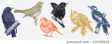 Set of European forest and garden birds. Robin, blackbird, starling, gold crest, thrush fielfare 130100630