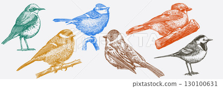 Set of European forest and garden birds. Blue tit, wagtail, jay, reed bunting, wheatear. Engraved 130100631