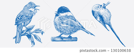 Hand drawn set with birds, different species from European forests. Whitethroat, brown headed tit 130100638