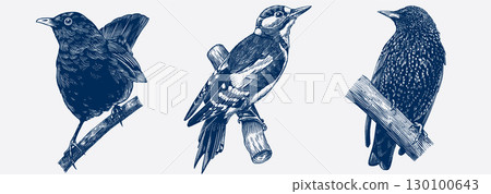 Set of European forest and garden birds. Blackbird, Great spotted woodpecker, Starling.Engraved 130100643