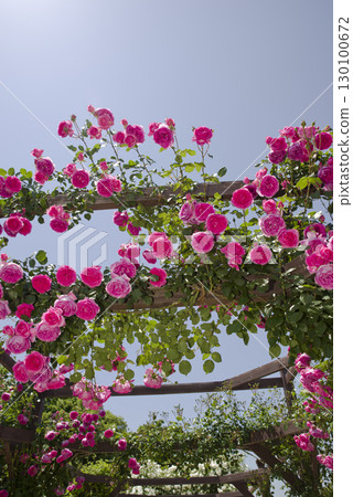 玫瑰園裡盛開著粉紅色的月季花。這朵玫瑰的名字叫Parade。 130100672