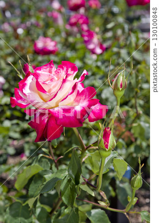 Pink and white Pink and white roses are blooming in the rose garden. The name of this rose is Double Delight. Pink and white Pink and white roses are blooming in the rose garden. The name of this rose is Double Delight. 130100848