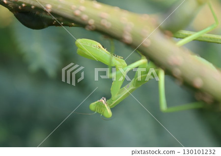 Mantis 130101232