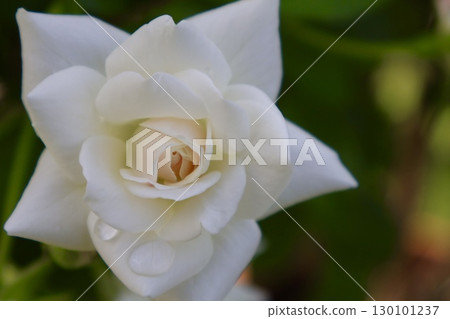 Rose Rose 130101237