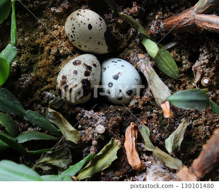 Masked eggs with spots near the root of a tropical plant Masked eggs with spots near the root of a tropical plant 130101480